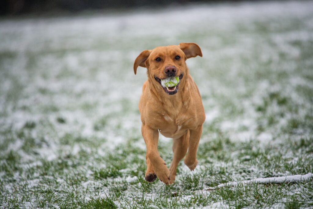 How to repair a dog-damaged lawn